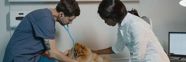 Atendimento Veterinário 24h Landing Image